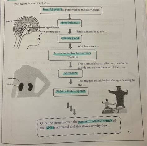 The Fight And Flight Response Including Role Of Adrenaline Flashcards