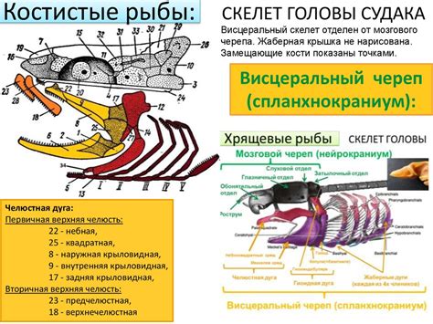 Рыбы. Немного о систематике - презентация онлайн