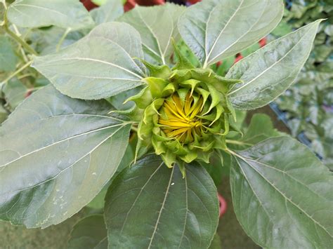 nature petals flowers  photo  pixabay pixabay