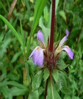 plant detail