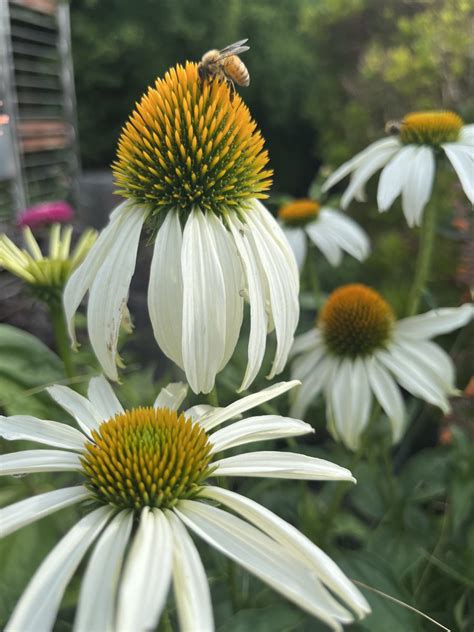 Echinacea Purpurea White Swan Xera Plants