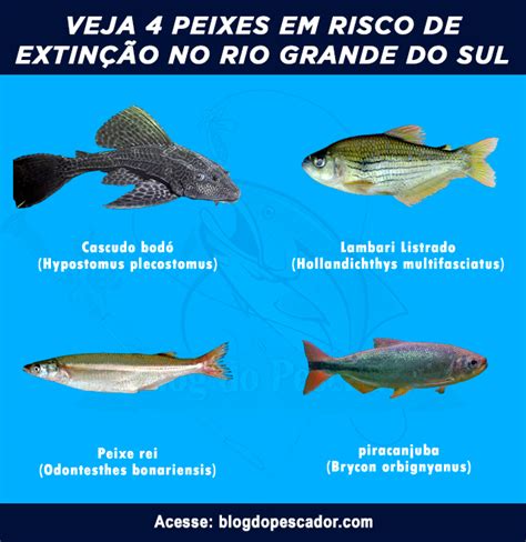 Animais Em Extinção Rio Grande Do Sul - 4 Tipos de peixe em risco de extinção no Rio Grande do Sul | Blog do ...