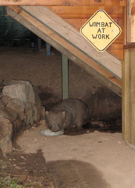 The Extraordinary Jackie French Wombat Friend And