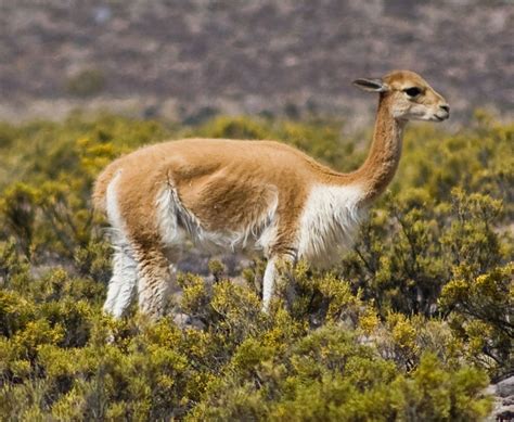 Vicuna | Habitat, Diet, Lifespan, & Facts | Britannica