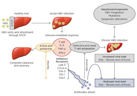 Immunopathogenesis of Hepatitis B Virus Infection and Related ...