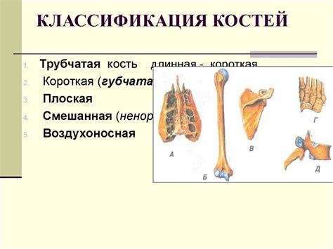 Остеология. Анатомия человека - online presentation