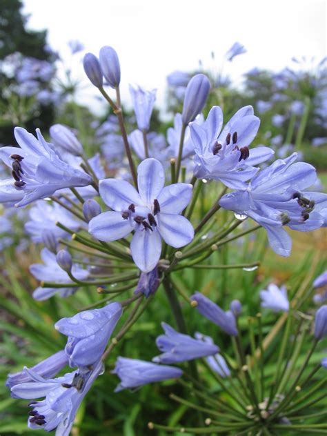 Agapanthus Blue Storm | J Parker Dutch Bulbs