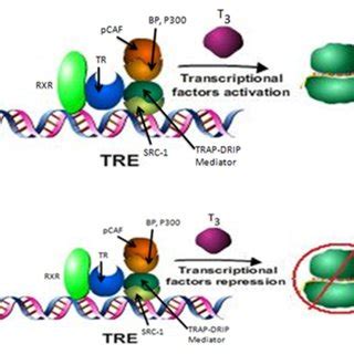 Nuclear Gene Expressions By T To The Thyroid Hormone Receptors Tr