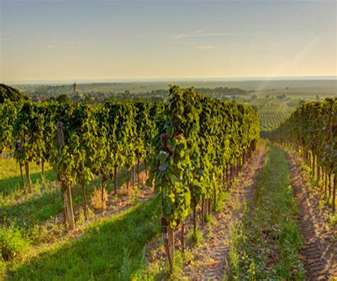 Mittelburgenland | Gottardi