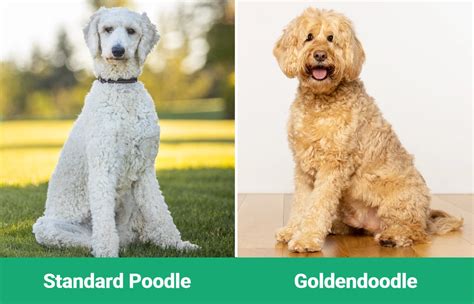 Standard Poodle vs Goldendoodle: The Differences (With Pictures) – Dogster