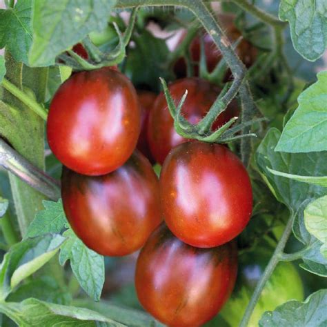 Tomate Prune Noire Bio La Barquette De Plants