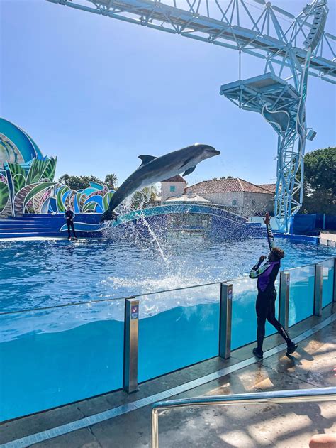 SeaWorld dolphin show – Never Say Someday