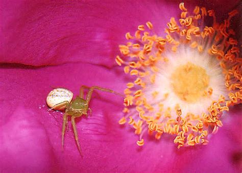 FAMILY THOMISIDAE - Flower Spiders, Crab Spiders