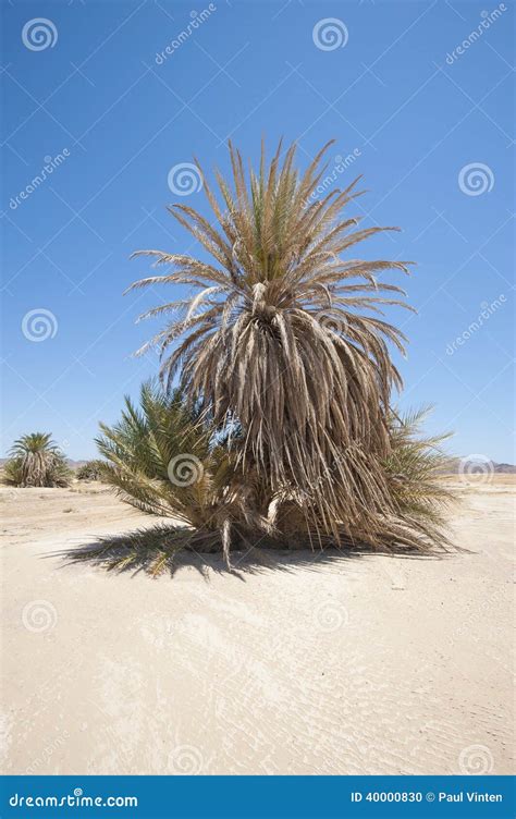 Date Palm Tree In Desert Landscape Stock Photo Image Of Nature