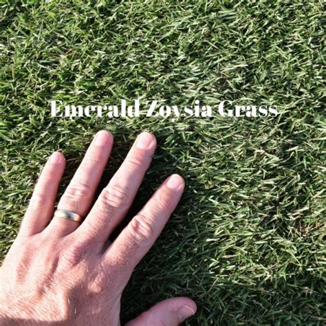 Cavalier Zoysia versus Emerald Zoysia Grass - Houston Pearland