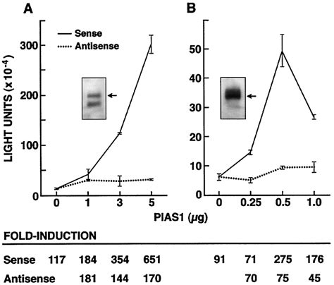 Concentration Dependent Pias1 Enhancement Of Androgen Dependent Ar