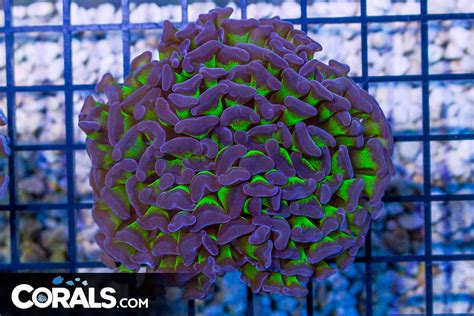 Big Branching Hammer Frag Australia Neon Stems Purple Tips Corals