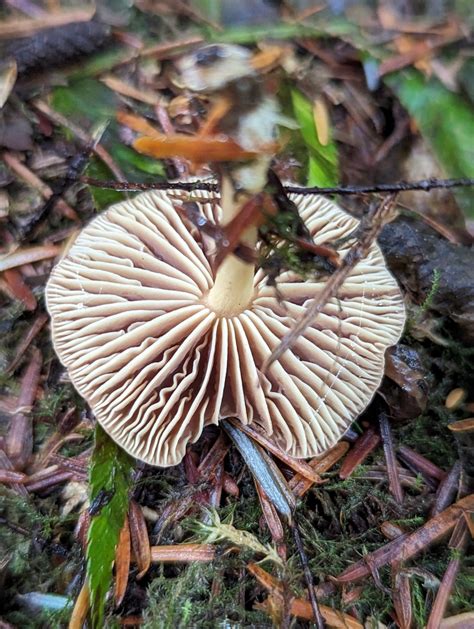 Common Gilled Mushrooms And Allies From Duvall Wa Usa On