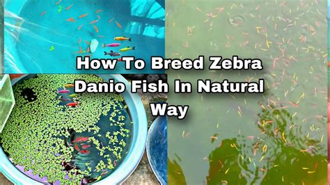 How To Breed Zebra Danio Fish Breeding Farm Of Glow Danios Youtube