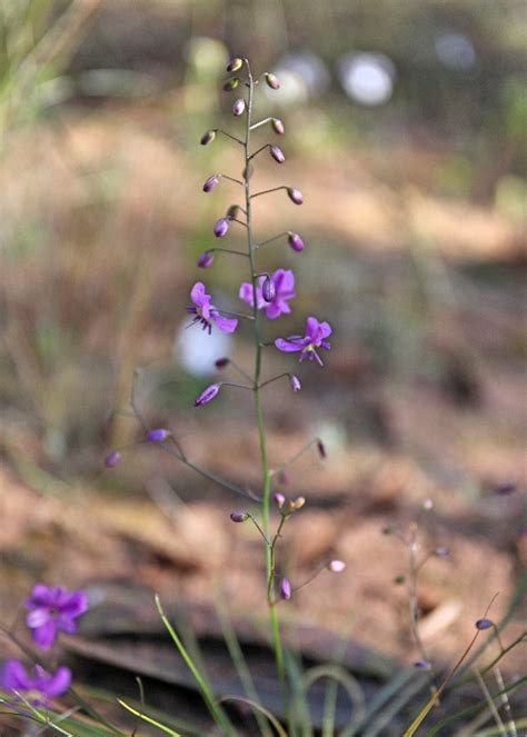 Western Australian Plants Asparagaceae