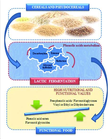 Lactic Acid Fermentation Food