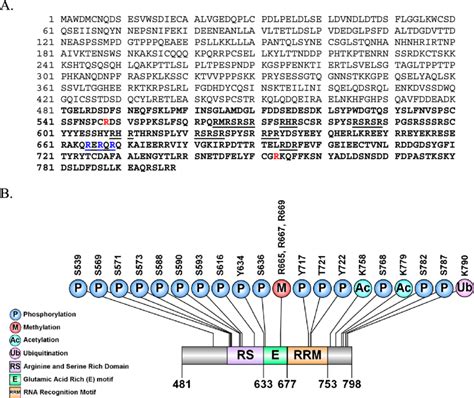 A Full length human PGC 1α protein sequence UniProt Q9UBK2 MW 91