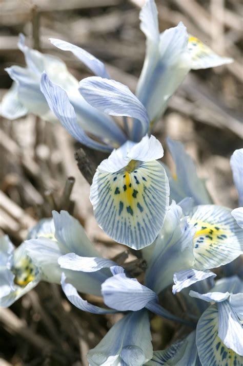 Top 5 Picks for Deer Resistant Bulbs – Florissa