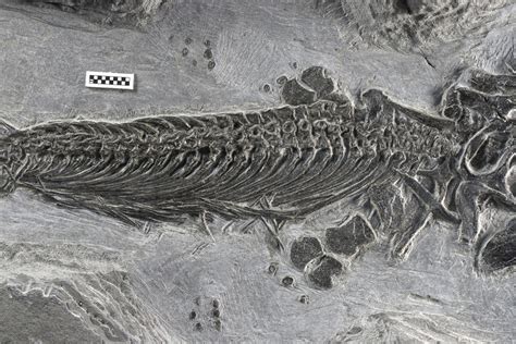 Prehistoric Sea Animals Fossils