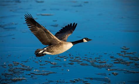 Birds Animal Goose Hd Wallpaper Peakpx