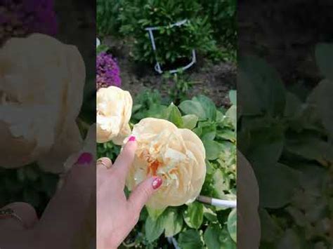 Пион Pastelegance - что нужно знать о сорте. Peony, Pfingstrosen - YouTube