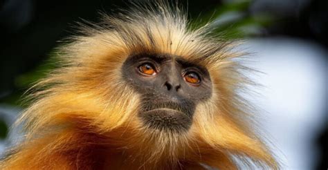 13 Rare Creatures You Never Knew Existed Before