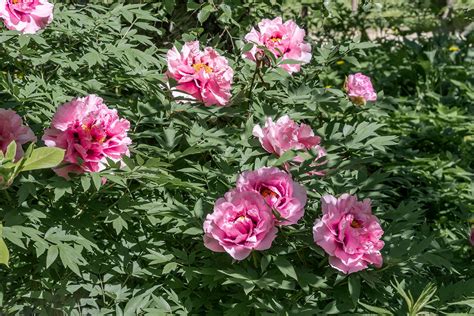 Gewone Boompioen Pioen Paeonia Suffruticosa