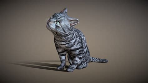 Pussy Cat D Models Sketchfab