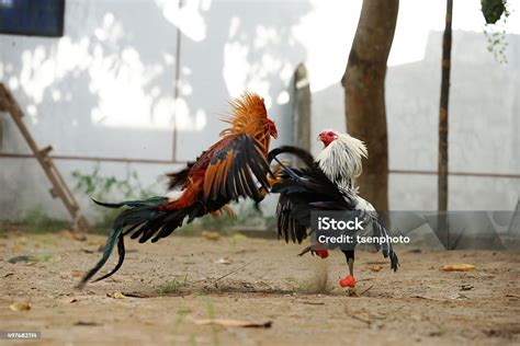 cock fighting stock photo  image  rooster fighting
