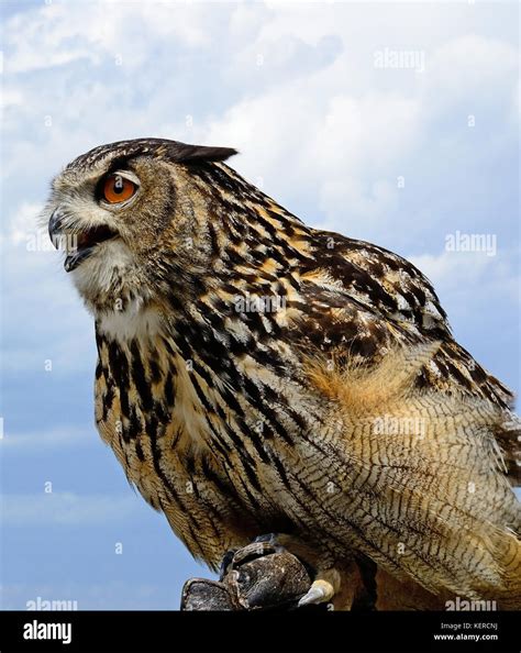 Young hawk portrait Stock Photo - Alamy