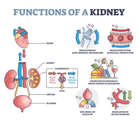 22,800+ Kidney Function Stock Photos, Pictures & Royalty-Free Images ...