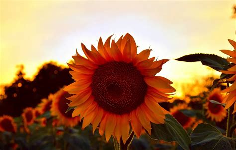 Wallpaper Sunset, Summer, Sunflowers, Sunset, Summer, Sunflowers images for desktop, section ...