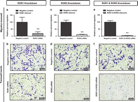 Ror And Ror Silencing Inhibits Cell Migration Through Transwells A