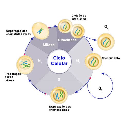 Mitose o que é fases importância mitose x meiose