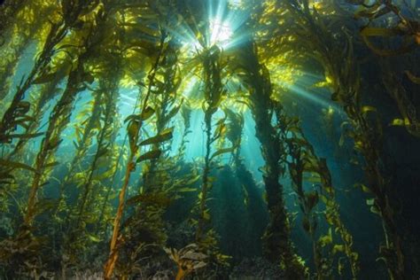 Researchers Investigate The Productivity Of Kelp Forests Sans The