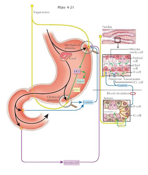 MECHANISM OF GASTRIC ACID SECRETION - pediagenosis