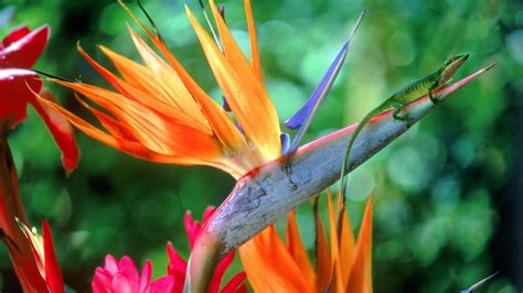 Bird Of Paradise Wallpapers Wallpaper Cave