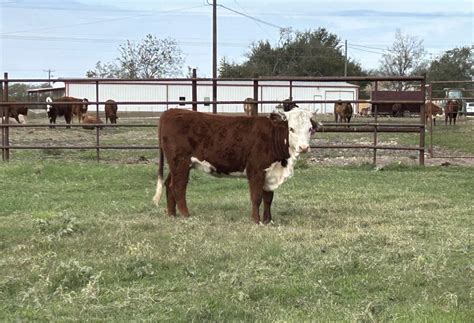 Heifers for Sale
