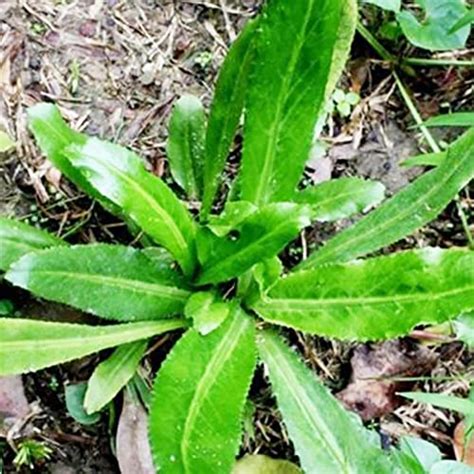 Semilla de cilantro: Usos, consumo y propiedades del coriandro en grano ...