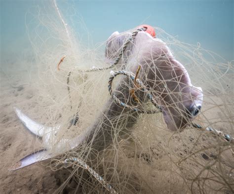 Rampant shark trade violations exposed in new global study - Oceanographic