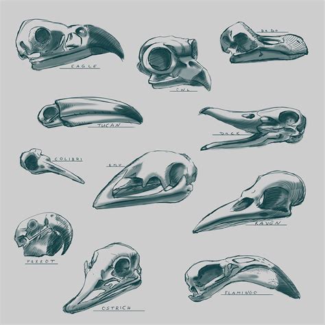 Bird Skull Study on Behance