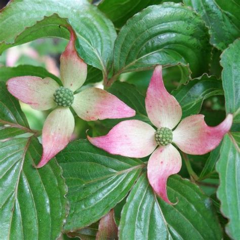 Cornus Kousa Beni Fuji Pink Flowering Dogwood Trees And Shrubs