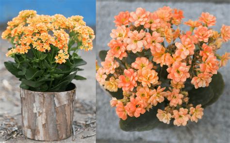 How to Grow and Care for Kalanchoe (With Photos)
