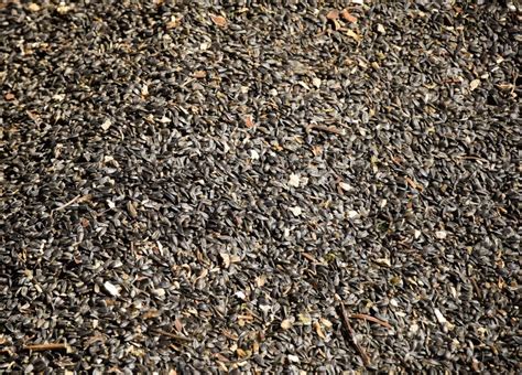 ko  eu proizvodi najvise suncokreta ratarstvo agroklubrs