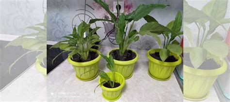 Спатифиллум купить в Пензе | Товары для дома и дачи | Авито